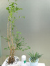 開(kāi)時(shí)果 水培植物盆栽水養花卉 綠植物盆景金枝玉葉袖珍椰子源頭直發(fā)包郵 【九里香】1盆/6-8棵（部分帶苞）-單發(fā)植物 曬單實(shí)拍圖