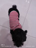 MOEPIE夏季狗狗衣服泰迪比熊雪納瑞柴犬金毛大中小型犬衣服2025全棉背心 紅色 2XL（推薦17-22斤） 曬單實(shí)拍圖