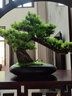 桔梗謠 仿真迎客松擺件 植物盆景室內松柏擺件綠植盆栽客廳玄關(guān)走廊辦公室桌面售樓部酒店造景裝飾品新中式 迎客松盆景擺件-崖柏 曬單實(shí)拍圖