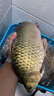 迪卡儂（DECATHLON）魚餌野釣鯽魚鯉魚草魚鰱魚餌料拉絲粉魚餌料魚食CAP 水中盛宴通殺餌 240g 曬單實拍圖