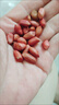 2025年新紅皮花生新貨紅衣農(nóng)家四粒紅花生仁新鮮紅皮生農(nóng)家花生 生300g紅皮花生米 曬單實(shí)拍圖