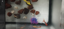 納鳴魚缸一體缸桌面金魚缸小型水族箱客廳生態(tài)造景透明塑料仿玻璃魚缸 【豪華增氧款】大號(hào)+燈+造景+增氧泵 曬單實(shí)拍圖