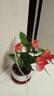 惜林園紅掌盆栽一帆風(fēng)順花卉植物室內(nèi)好養(yǎng)水培綠植鴻運(yùn)當(dāng)頭 特級(jí)紅掌+鳥(niǎo)語(yǔ)花香陶瓷盆 帶盆發(fā)貨 曬單實(shí)拍圖