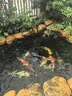  魚飼料 錦鯉主食成魚飼料5kg*2  曬單實拍圖