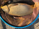 西部風(fēng)牛窩鯽鯉草鳊1200克水庫池塘野釣鯽魚(yú)青鯉草鳊窩料 1200克牛窩（青鯉）X 2袋 曬單實(shí)拍圖