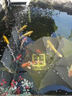 全福鯉戶(hù)外錦鯉魚(yú)池過(guò)濾器大型水循環(huán)凈化系統304不銹鋼魚(yú)池過(guò)濾設備XMQ-1（適合0-20噸水） 曬單實(shí)拍圖