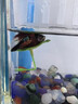 MDUG斗魚(yú)休息葉斗魚(yú)造景魚(yú)缸休息睡覺(jué)躲避葉仿真水草樹(shù)葉睡床裝飾擺件 大號仿真荷葉 6cm×4.5cm 曬單實(shí)拍圖