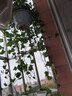 通沭常春藤四季常青爬藤植物新房除甲醛凈化空氣30-50cm1盆源頭直發(fā) 曬單實(shí)拍圖