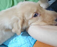 氧迪金毛犬專用狗狗沐浴露寵物洗澡浴液香波清潔凈螨驅(qū)蟲除臭留香美 金毛沐浴露+護(hù)毛素+洗澡刷 曬單實(shí)拍圖
