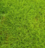 進(jìn)口草坪種子草籽矮生四季青免修剪園林綠化覆綠護坡耐寒草皮種子 【耐熱耐旱】狗牙根原種1斤 曬單實(shí)拍圖