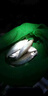 釣魚(yú)小藥夏季通殺強效誘魚(yú)餌添加劑野釣黑坑通殺添加劑高濃縮小藥 一瓶 曬單實(shí)拍圖