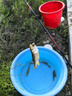 民間藝人七星漂線組傳統(tǒng)釣成品套裝溪流朝天鉤鯽魚魚線主線綁好的釣魚線 曬單實拍圖