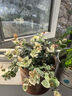 曼杉園（manshanyuan）常春藤垂吊植物盆栽花卉金邊裝修房室內陽(yáng)臺綠植四季常青多年生 花葉絡(luò )石 含盆 曬單實(shí)拍圖