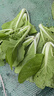 正品原裝多枝多芽菜心多子多福甜菜心種子廣東菜芯菜苔籽春夏秋 正品【多枝多芽】甜菜心約1500粒 曬單實(shí)拍圖