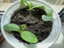 德沃多肥料植物营养土通用15L养花种菜有机土壤花卉绿植盆栽种植土椰糠泥炭 实拍图
