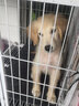 金毛幼犬純種金毛活體健康金毛犬成年大型尋回犬寵物狗金毛幼崽 寵物級(jí) 公 曬單實(shí)拍圖