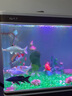 寶貝故事（BABY STORY）生態(tài)魚缸水族箱 玻璃魚缸客廳家用免換水魚缸懶人魚缸一體缸熱彎 100長*38.5寬*60高魚缸+過濾+燈+造景 曬單實拍圖