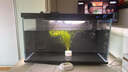 米詅 印度竹節草養不死水草植物孔雀魚(yú)蝦躲避中后景淡水增氧凈化 竹節草20支帶環(huán)(15厘米以上) 曬單實(shí)拍圖