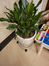 中夢(mèng)螺紋鐵植物大富貴盆栽巴西鐵美人也門(mén)鐵室內四季 螺紋鐵一盆4棵70-80厘米高 不含盆 曬單實(shí)拍圖
