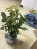 多花薔薇花苗藤本月季大花濃香庭院爬藤植物花卉盆栽陽臺(tái)玫瑰四季 瑞典女王 四季開花 大花 精品大苗1.2-1.3米高當(dāng)年開花 曬單實(shí)拍圖