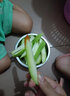 世果達(dá)新鮮酸脆生吃芒果云海南廣西酸野特產(chǎn)孕婦水果象牙青綠芒蘸醬腌制 酸芒果3斤+蘸料 曬單實(shí)拍圖