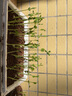大禹秋季蔬菜種子大全耐熱四季播家庭種植陽臺八九月份秋天種的菜 脆嫩2號豌豆尖種子50g 曬單實拍圖