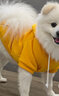 冇寵柴犬狗狗秋裝加絨冬天衣服柯基比熊泰迪中小型犬春秋季衛(wèi)衣防掉毛 黃色 XXL胸60cm/背42cm（約15-20斤） 曬單實(shí)拍圖