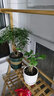 意軒帶花苞 茉莉花苗白茉莉盆栽重瓣茉莉苗綠植花卉室內(nèi)盆栽花卉盆栽 雙色茉莉 4年苗 曬單實拍圖