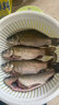 川澤微物小物浮漂高靈敏夜光漂日夜兩用魚漂淺水溪流釣小石斑馬口浮標(biāo) 吃鉛0.35g【綠光一目亮】 單支小物夜光漂+5粒電池 曬單實(shí)拍圖