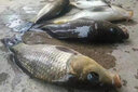 蒙太一 釣魚(yú)餌料野釣血麥餌料 鯽魚(yú)餌黑坑 鯉魚(yú)草魚(yú)餌料打窩腥香羅非魚(yú) 1瓶體驗裝【不劃算】 曬單實(shí)拍圖