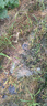 草銨膦銨鹽果園茶地園地精草胺膦除草劑爛根草安磷殺草劑除草藥 10kg 曬單實(shí)拍圖
