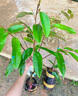 榴蓮苗果樹(shù)苗嫁接榴蓮樹(shù)苗泰國榴蓮苗南方種植帶土苗金枕榴蓮苗 泰國金枕榴蓮（帶土帶葉） 嫁接苗三年苗 曬單實(shí)拍圖