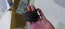 萌龟饲家中华黑腹金线 情侣一对草龟小乌龟活体水陆观赏中华草龟墨龟活物 5-6厘米好养 1只单身龟 实拍图