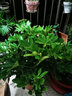 御春閣 鵝掌柴 鴨掌木 鴨腳木室內客廳大型植物盆景花卉盆栽苗 原盆原土 70-80cm高度 曬單實(shí)拍圖