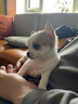 帥帥名寵北京犬舍 活體長(cháng)不大袖珍蘋(píng)果頭  吉娃娃寵物狗狗包純種 茶杯犬 血統級 曬單實(shí)拍圖