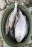 OWNER11607大眼亮片單鉤SBL-35,11611翹嘴米諾鉛筆SBL-55M魚鉤路亞軟蟲 11607 SBL-35（亮片單鉤） 6號 曬單實拍圖