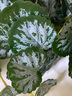 掬涵 仿真植物壁掛龜背葉森系造景葉子背景墻植物角花箱商場(chǎng)裝飾 仿真雙迷你垂吊圓海棠（高15cm） 曬單實(shí)拍圖