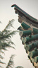 星辰鷹單筒望遠(yuǎn)鏡高倍高清夜視專業(yè)級(jí)便攜變倍兒童演唱會(huì)成人軍事望眼鏡 戰(zhàn)馬4代12-36倍60口徑黑色標(biāo)配 曬單實(shí)拍圖