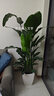 植男植女各種大綠植客廳盆栽落地真盆栽天堂鳥(niǎo)幸福辮子發(fā)財樹(shù)源頭直發(fā) 曬單實(shí)拍圖