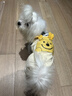 MIKI PAD狗狗衣服小型犬春秋款貓咪衣服四腳衣可牽引小狗衣服泰迪比熊 黃色小熊背帶褲 L背長(cháng)35cm（參考體重8-11斤） 曬單實(shí)拍圖