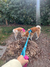 TRUELOVE狗狗牽引繩狗鏈子牽引帶遛狗防掙脫背心式小中大型犬防爆沖胸背帶 玫紅色 XL-胸圍81-107cm建議30-50kg選擇 曬單實(shí)拍圖