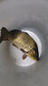 老鬼918魚(yú)餌老三樣湖庫野釣混合魚(yú)配方速攻2九一八螺鯉鯽鯉草鳊魚(yú) 湖庫鯉魚(yú)配方【酒味】 曬單實(shí)拍圖
