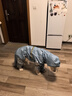 華元寵具（hoopet）狗狗雨衣全包四腳裝防水金毛中大型犬衣服大狗防水衣夏天寵物雨衣 【高顏值】藍(lán)銀撞色-可拆尾巴套 7XL建議60-75斤 曬單實拍圖