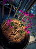 花翁藤本月季盆栽爬藤植物庭院花卉綠植源頭直發(fā) 紅龍50-70cm高 曬單實(shí)拍圖