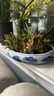 福建漳州水仙花雕刻大種球年宵花盆栽水培植物室內開(kāi)花濃香型耐寒 【特級雕刻】單瓣5-7枝花苞1粒 距離活動(dòng)結束還有00：05：13 曬單實(shí)拍圖