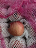 靈寶蘋果 LINGBAO APPLE順豐靈寶寺河山蘋果SOD紅富士富硒孕婦水果富硒脆甜平安果禮盒裝 85mm-90mm(不含)無SOD字15果禮盒 曬單實拍圖
