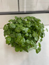 開(kāi)時(shí)果 銅錢(qián)草水培盆栽帶葉發(fā)貨 綠植物水生金錢(qián)草桌面盆景源頭直發(fā)包郵 【約300-400棵】8寸游魚(yú)荷花瓷盆 【精品銅錢(qián)草-帶葉子】 曬單實(shí)拍圖