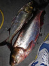 東釣主錨魚(yú)竿專(zhuān)業(yè)錨桿拋竿拋竿插節竿三節并繼竿遠投竿超硬超輕插節海竿 4.5m 半富士藍 無(wú)規格 曬單實(shí)拍圖