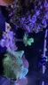 TM德國(guó) 硝化細(xì)菌 水族箱凈水 消化細(xì)菌凈水 全菌 海水水質(zhì)處理 TM全菌單瓶 曬單實(shí)拍圖