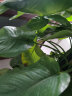 墨一绿萝柱盆栽大型绿植花卉室内客厅办公室大颗 绿萝柱1.2-1.4m含盆 晒单实拍图